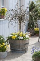 Wooden barrel planted with Salix caprea 'Pendula' (catkin willow)