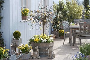 Wooden barrel planted with Salix caprea 'Pendula' (catkin willow)