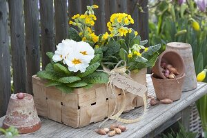 Spankorb mit Primula veris (Schlüsselblumen, Himmelschlüssel)