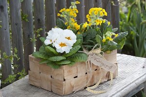 Spankorb mit Primula veris (Schluesselblumen, Himmelschlüssel)