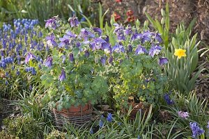 Aquilegia caerulea 'Blue Star' (columbine) in pots with wickerwork