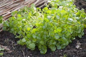 Watercress (Nasturtium officinale)