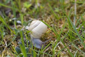 Snail with little house crawls through the garden