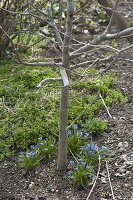 Scilla (Blausternchen) unter jungem Apfelbaum