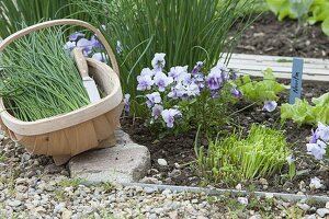 Chives and horned violets in the organic garden