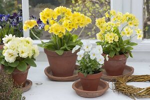 Primula veris (primrose, cowslip), Primula Belarina