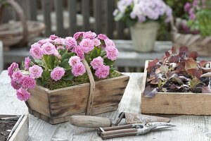 Primula 'Romance' (Stuffed Primroses) in wooden basket, young plants
