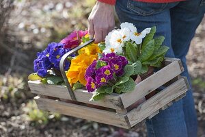 Woman carrying wooden basket with freshly bought, colourful Primula acaulis