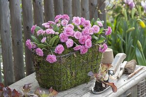 Primula 'Romance' (Stuffed Primroses) in a moss basket by the fence