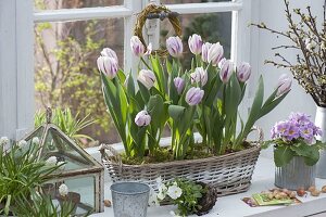 Tulipa 'Flaming Flag' (Tulpen) in Korbkasten am Fenster, Viola cornuta