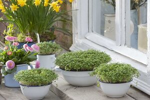 Sowing cress in enamel bowls