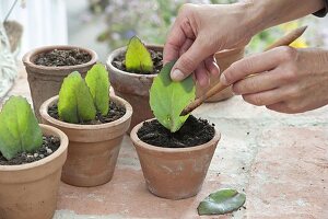 Sedum mit Blattstecklingen vermehren