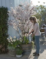 Holzfässer bepflanzt mit Prunus x hillieri 'Spire' (Zierkirsche), Narcissus