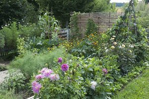 Bauerngarten mit Gemüse, Blumen und Kräutern