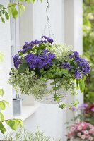 Scented hanging basket with Heliotropium (Solstice), Peppermint (Mentha)