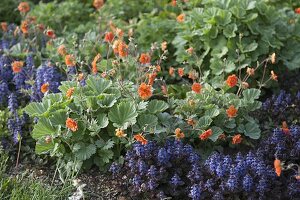 Early summer bed with Geum (carnation root), Ajuga reptans