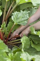 Woman harvesting rhubarb (Rheum rhabarbarum) in the organic garden