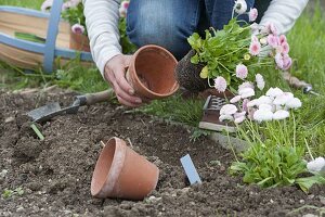 Planting a bed border with daisy