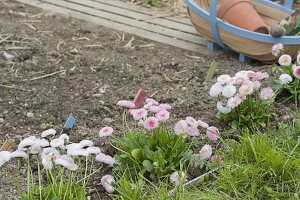 Planting bed border with daisy as bed edging