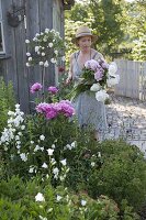 Frau schneidet Paeonia lactiflora (Pfingstrosen) für einen üppigen Strauss