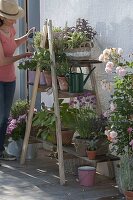 Wooden ladder with boards as flower stairs