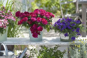 Verbena Estrella 'Merlot', Carpet 'Violet' and Lanai 'Twister Red'