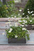 Bellis perennis (daisy) in wooden box