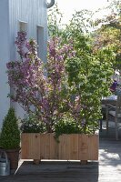 Screen made of shrubs with Weigelia styriaca (Weigelie) and Cornus