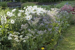 Borretsch (Borago), Chrysanthemum maximum (Margeriten)