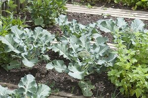 Broccoli, broccoli (Brassica oleracea var. silvestris) in the border