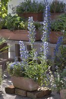 Echium vulgare (Viper's bugloss) flowers from May to October