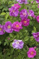 Rosa gallica officinalis (Apothecary's rose), historic, single flowering, fragrant