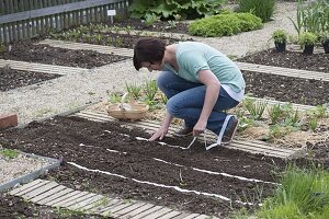 Vegetable sowing with seed tape