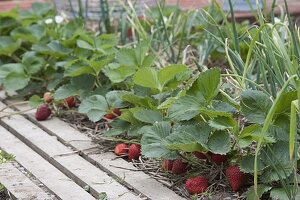 Planting mixed culture bed with strawberries and onions