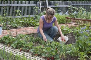 Planting mixed culture bed with strawberries and onions