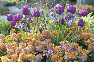 Frühlingsbeet mit Tulipa 'Negrita' (Tulpen) und Erysimum Poem 'Mandarine'