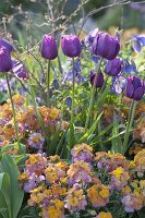 Spring border with Tulipa 'Negrita' (tulips) and Erysimum Poem 'Mandarine'.