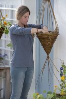 Planting nasturtium in homemade willow traffic lights