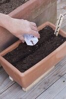 Sowing radish 'Plum Purple' in a terracotta box