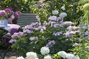 Sitzplatz im Schattengarten zwischen Hydrangea (Hortensien), Rosa (Rose)