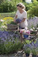 Lavender harvest in the garden