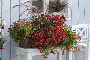 Weihenstephan Box with Xerochrysum bracteatum Dazette 'Flirt'