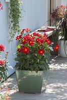 Dahlia 'Firewheel' (mignon dahlias) planted in May flowers in summer