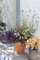 Planted containers at the entrance: Petunia Calimero 'Blue' (Petunia), Pennisetum