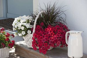 White basket with Petunia Perfectunia 'White', Petunia Upright 'Red'