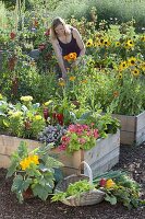 Farm garden in self-made raised beds of boards