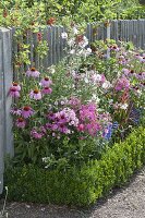 Perennial bed by the wooden fence: Echinacea purpurea (red coneflower), phlox