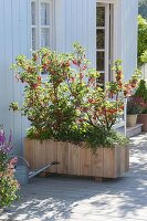 Woman is planting box as a blind with currants