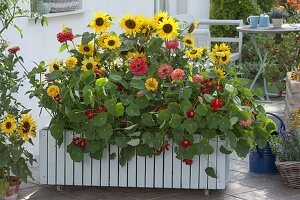 Fahrbaren Kasten mit einjaehrigen Sommerblumen bepflanzen