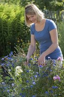 Frau schneidet Centaurea cyanus (Kornblumen) für Blumenstrauss